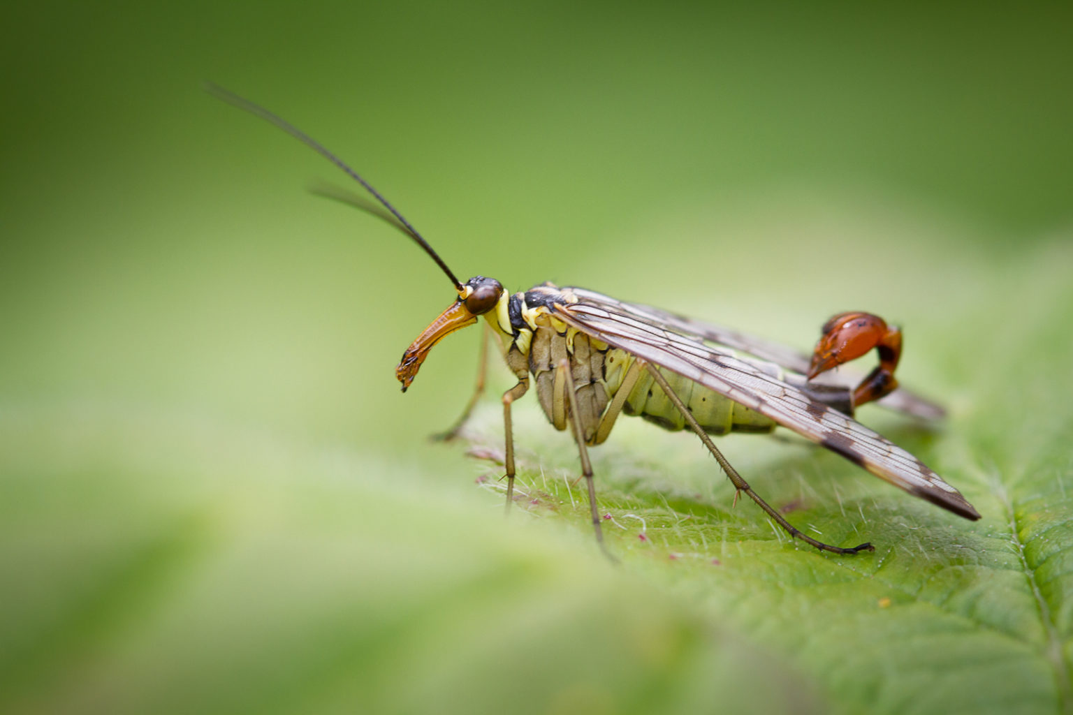 nature-recovery-plan-for-north-east-wales-bionet